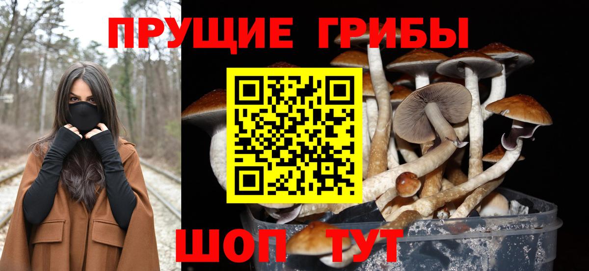 Галлюциногенные грибы Psilocybe Ивантеевка